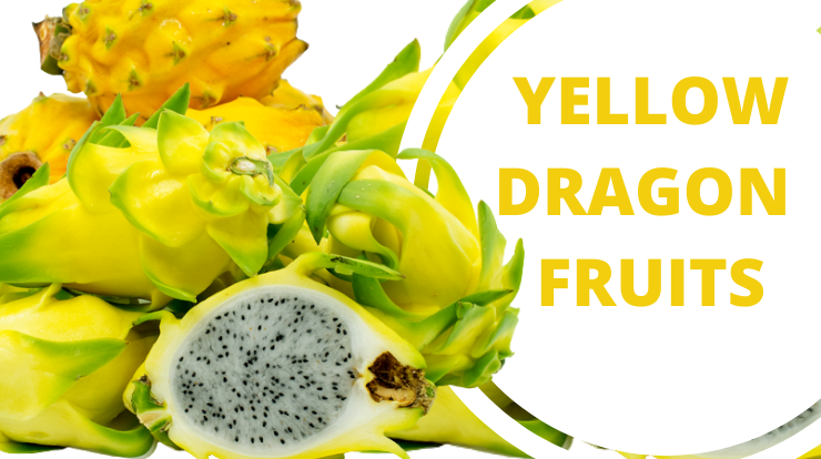 YELLOW DRAGON FRUITS
