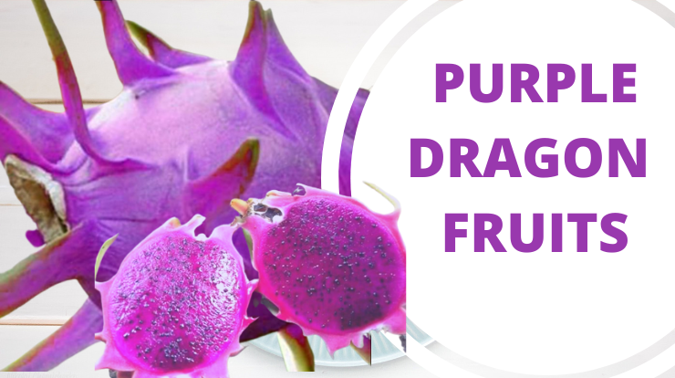 PURPLE DRAGON FRUITS